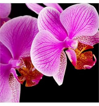 Backlit Frontprint Matt WB 220mic 1,067x30m