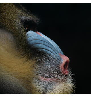 Frontlit Banner Easy 430g