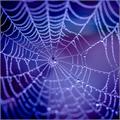 Kavalan Spiderweb mesh 300 Liner 3,2x50m