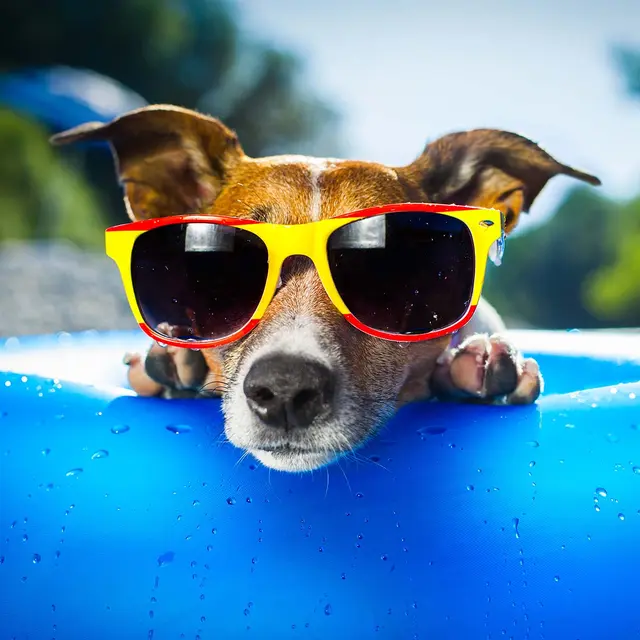 Avery DOL 2000 80mic 