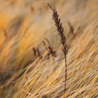 Hahnemühle Photo Matt Fibre Duo 210g 100% a-Cellulose. Tosidig