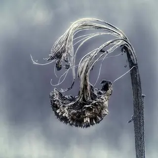 Hahnemühle Museum Etching 350g 100% Cotton