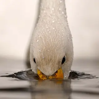 Hahnemühle Photo Luster 290g PE-paper, luster-finish