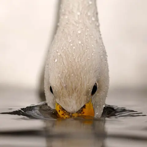 Hahnemühle Photo Luster 290g PE-paper, luster-finish