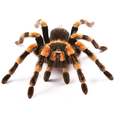 Kavalan Spiderweb mesh 300 3,2x50m uten liner