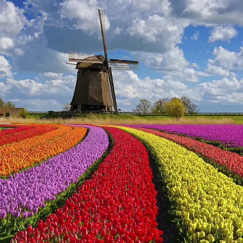 Rollup Film Plus WB/LX/UV 260mic