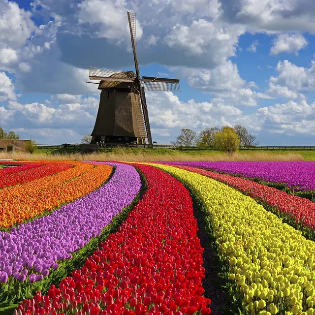 Rollup Film Plus WB/LX/UV 260mic 