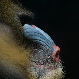 Frontlit Banner Easy 430g