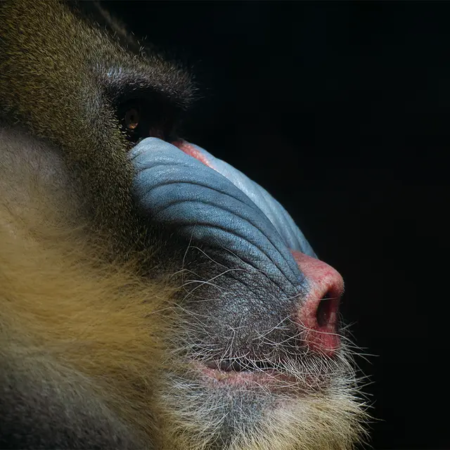 Frontlit Banner Easy 430g 